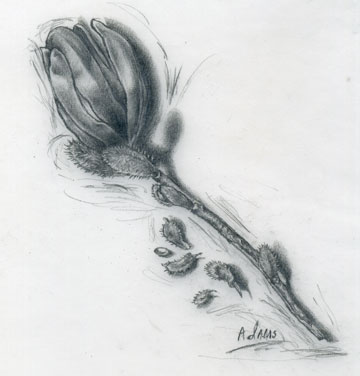 Artinin Nature Drawing with Lisa Lyman Adams